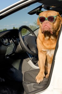 Keeping Your Dog Safe In The Car